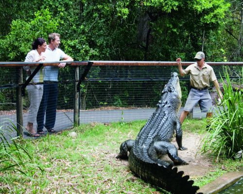 croc-feeding-cairns-port-douglas-1