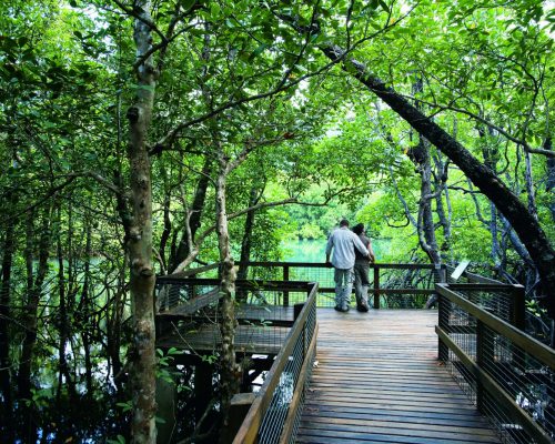 daintree-mossman-gorge-wildlife-spotting-1