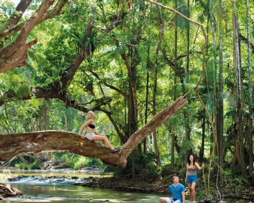 daintree-national-park-queensland-11