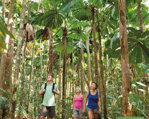 daintree-national-park-queensland-13