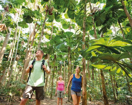 daintree-national-park-queensland-14