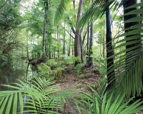 daintree-national-park-queensland-17