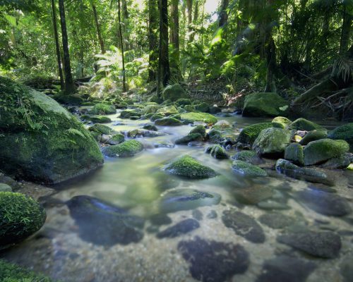 daintree-rainforest-cairns-port-douglas-1