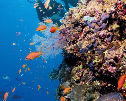 great-barrier-reef-australia-7