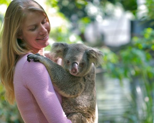 koalas-hold-cairns-port-douglas-1